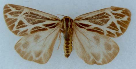 Hyperborea czekanowskii, paratype, color image