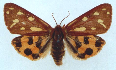 Hyphoraia aulica, color image