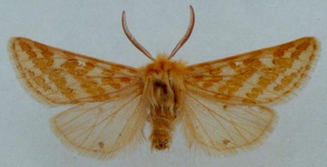 Lacydes spectabilis sheljuzhkoi, holotype, color image