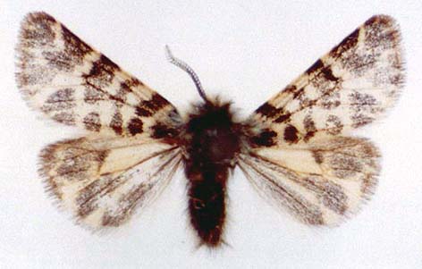 Ocnogyna corsica, color image