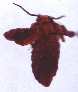 Ocnogyna parasita parasita, color image