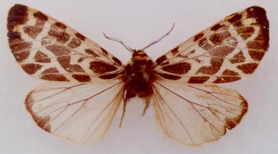 Orodemnias puengeleri, cotype, color image