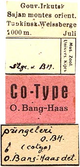 Orodemnias puengeleri cotype labels, color image
