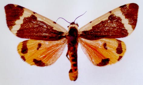 Oroncus alaica, color image