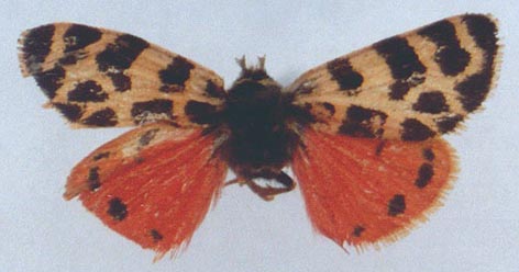 Palearctia erschoffii selmonsi, color image