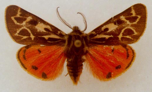 Palearctia glaphyra aksuensis, color image