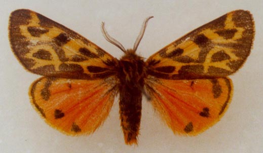 Palearctia glaphyra dublitzkyi, color image