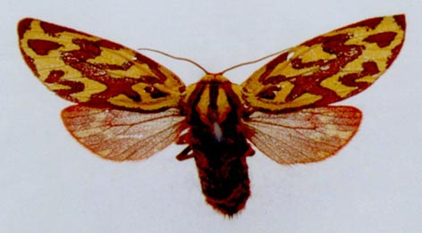 Pararctia tundrana, color image