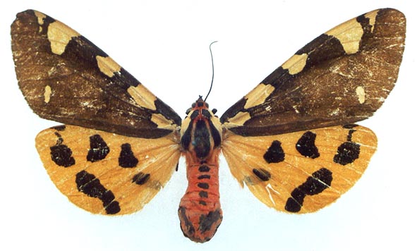 Pericallia matronula, color image