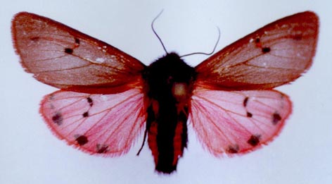 Phragmatobia placida, color image