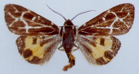 Sibirarctia buraetica chajataensis, color image