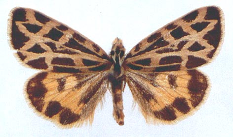 Sibirarctia buraetica buraetica, color image