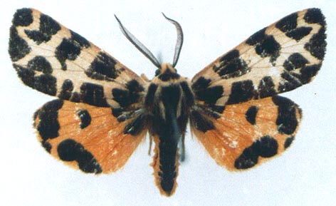 Sibirarctia kindermanni pretiosa, color image