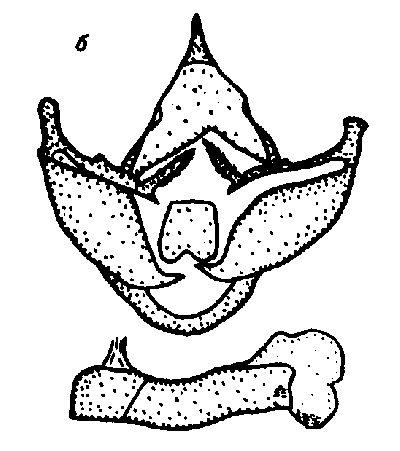 Sinoarctia kasnakovi, male genitalia