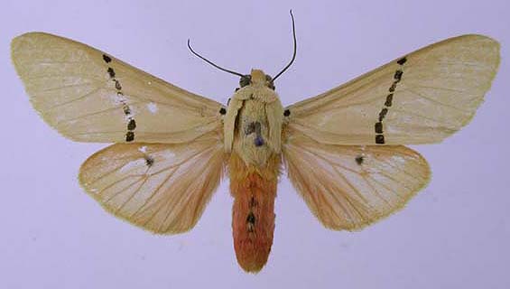 Spilarctia leopoldi, color image