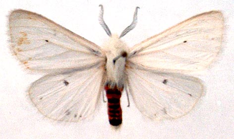 Spilosoma erythrozona, color image