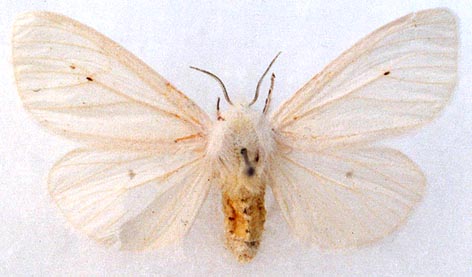 Spilosoma virginicum, color image