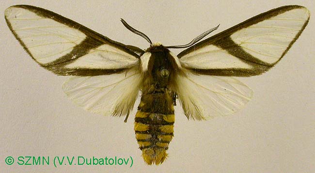 Turuptiana affinis, color image