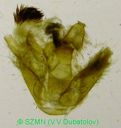 Turuptiana affinis, male genitalia image