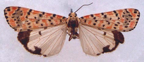 Utetheisa lotrix, color image