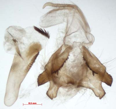 Aemene taeniata, male upperside, color image