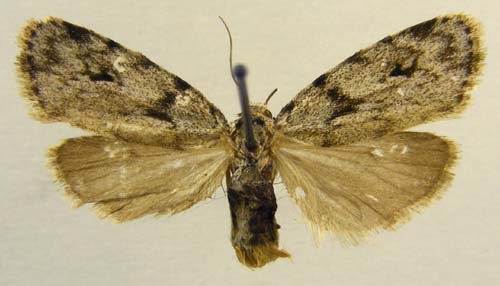 Aemene taeniata, male upperside, color image