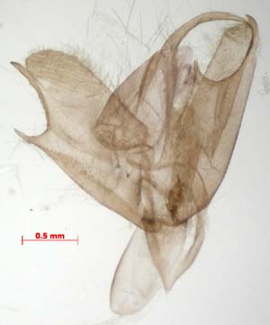 Atolmis rubricollis, male genitalia, image