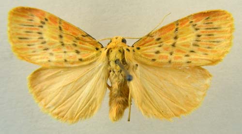 Barsine pulchra, male upperside, color image