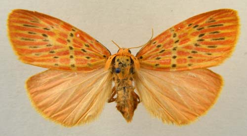 Barsine pulchra, female upperside, color image