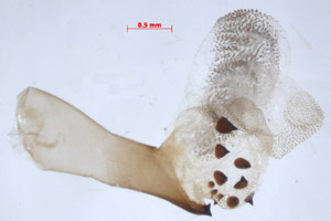 Collita griseola, male aedeagus, color image