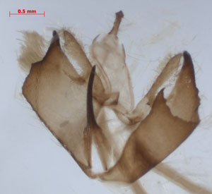 Collita griseola, male genitalia, color image