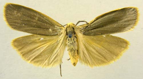 Collita griseola, male upperside, color image