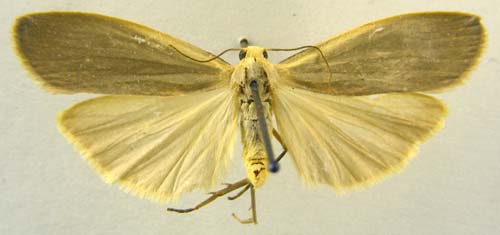 Collita griseola submontana, male upperside, color image
