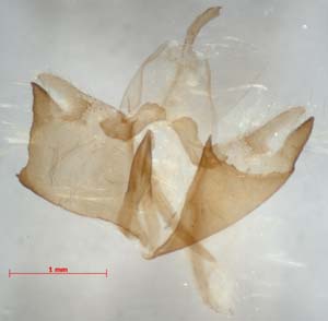 Collita okanoi, male genitalia, color image