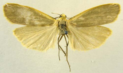 Collita okanoi, male upperside, color image