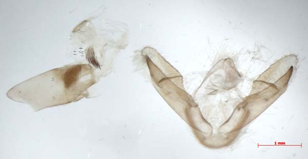 Cyana adelina, male upperside, color image