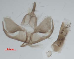 Cybosia mesomella, male genitalia, image