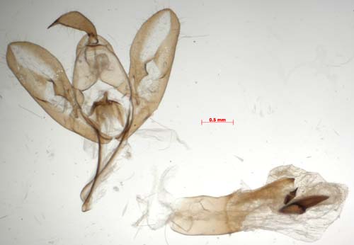 Eilema caniolum, male genitalia, image