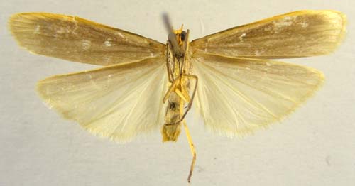 Eilema caniolum, male underside, color image