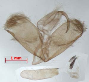 Ghoria collitoides, male genitalia, image