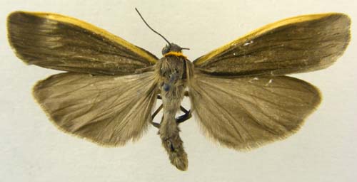 Ghoria collitoides, male upperside, color image