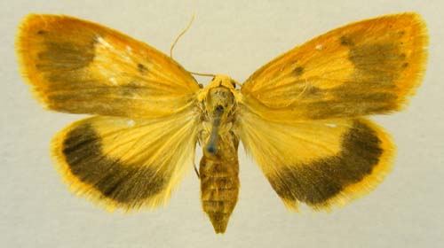 Paraheliosia rufa, female upperside, color image