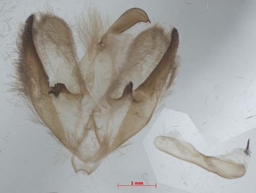 Lithosia quadra, male genitalia, image