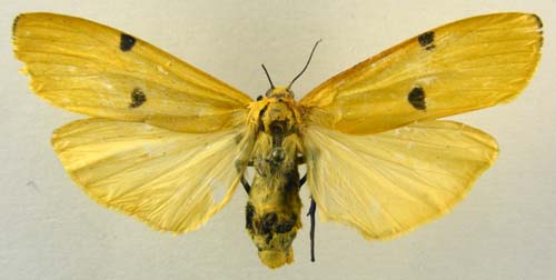 Lithosia quadra, female upperside, color image
