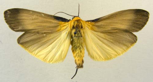 Lithosia quadra, male upperside, color image
