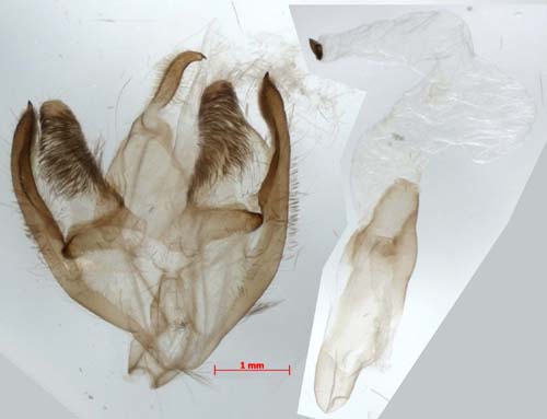 Lithosia yuennanensis, male genitalia, image