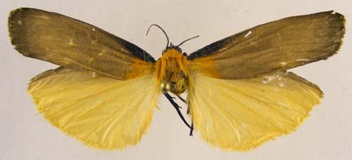 Lithosia yuennanensis, male upperside, color image
