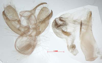 Macrobrochis staudingeri, male genitalia, image