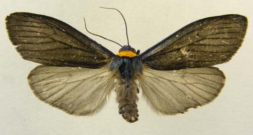 Macrobrochis staudingeri, male upperside, color image