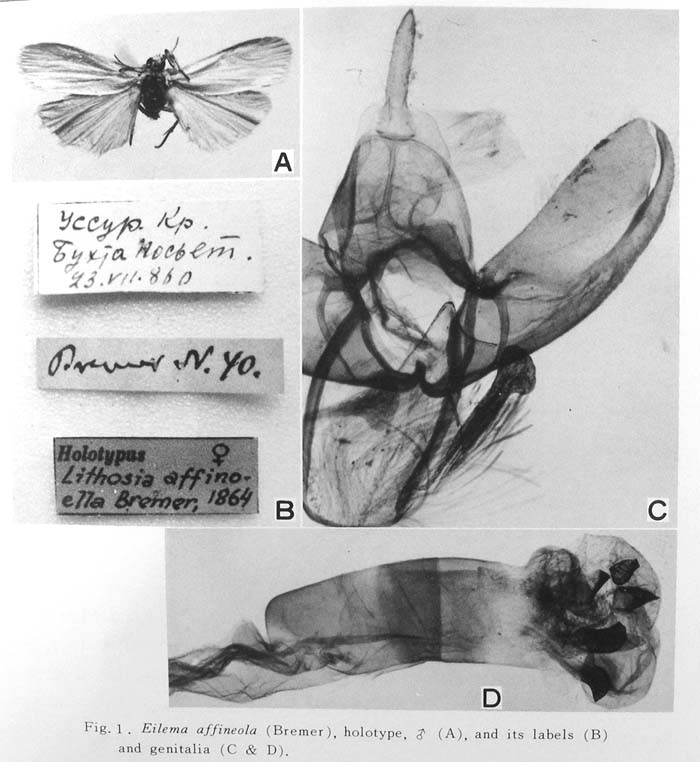 Manulea affineola, holotype, image